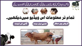 Sahiwal Cow ki Pehchan aur Khobian All Infomation || Price Of Sahiwal Cow || How Much Give Milk