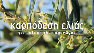 🌳 Καρπόδεση ελιάς: Πώς βελτιώνουμε την καρπόδεση και την ανθοφορία - Τα Μυστικά του Κήπου