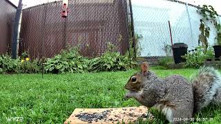 Squirrel 7