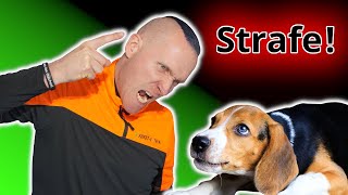 So bestrafst Du Deinen Hund richtig! Modernes Hundetraining braucht wieder mehr Strafe!!!