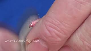 The Pink Shrimp