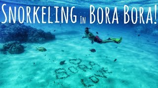 Swimming with Sharks and Rays in Bora Bora - Snorkel Tour