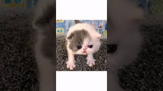 Cute Cats edit #3