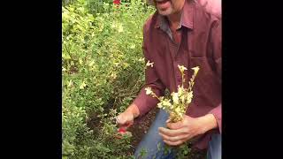 Summer Pruning: Giving your Salvias the 'Hampton Hack' - Episode 2