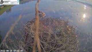 Osprey Manton bay 28 aug 2022 | Mayhem in the bay, 1H1 watches it with interest. Who Are They??