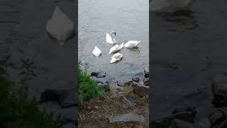 Wild swans on the Main. Frankfurt am Main. Germany. #travel #spring #tram #birds #nature #duck