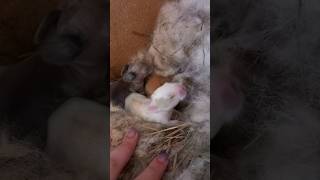 Nőnek a #kisnyuszik #rabbits #viral #village #natural #shorts