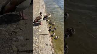 GOSLINGS in Hyde Park London, goslings on the Serpentine in Hyde park, London England