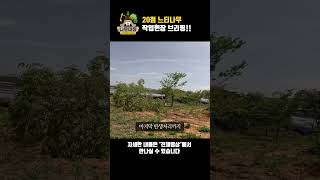 20점 느티나무, 작업현장 브리핑!! | 나무대장🌳 나무농사의 모든것