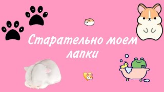 Хомяк Куки усердно моет лапы❤🌸