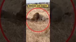 Lion Kill leopard? watch full video link attached #lion #leopard #shorts n