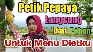 Petik Pepaya Langsung Dari Pohon Untuk Menu Dietku