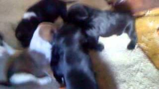 Puppy Playtime