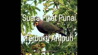 Suara Pikat Punai/Green Pegion (TERBUKTI AMPUH)