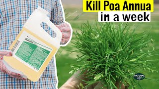 How to Kill Poa Annua (Annual Bluegrass) | Weed Control