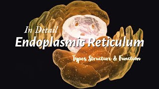 Cell Biology: Endoplasmic Reticulum- Types, Structure and function | IIT JAM | GATE | NEET