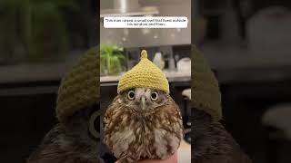 This man raised a small owl that lived outside his window and then #animalshorts #owl