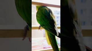 Indian Ringneck parrot in Bangladesh #Short #Vlog_Is_Mine #parrot #shortvideo