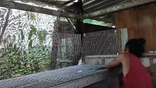 Install new cage for rabbits #kelinciumbaran #kelinci #kandangkelinci