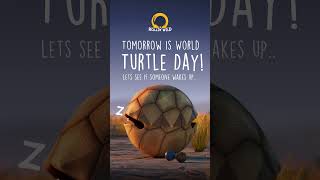 Tomorrow is a big day.. #animals #animation #animalfilm #turtle #worldturtleday