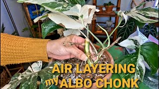 Monstera Albo Chonk Propagation | Propagating an Albo Chonk | Ep5