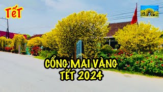 Cổng Mai Vàng Tết 2024