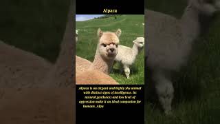 Adorable Alpacas: Gentle and Intelligent Companions