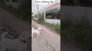 Dog watches the train #train #dog #animal #funnydogs #germany #travel #centerparcs