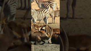 Antelopes and Zebras at the waterhole #nature #shorts