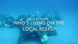 Sneak Peek: Who's Living on the Local Reefs?