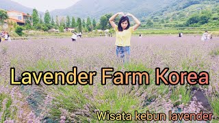 Wisata bunga LAVENDER di korea