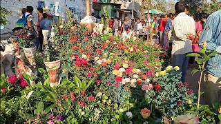 10th March Morning Galiff Street Plants Market Visit On Sunday | Current Price Update