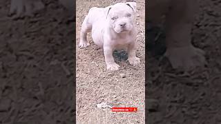 puppy Pit Monster por que ninguém gosta de mim?😭#shorts #pet #viral  #pitbull #dogs #bully #puppy