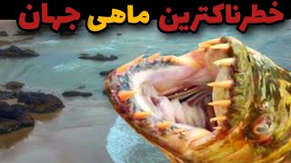 ماهی پیرانا خطرناکترین هیولای آبی☠️|واقعیت ترسناک درباره پیرانا ماهی شیطانی🐡