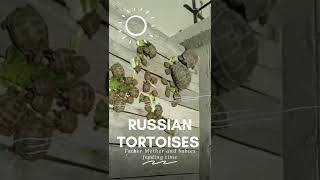 #shorts #tortoise #amazinganimals 🐢 Russian Tortoise babies first feeding