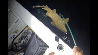 Ramp Snook & Nurse Shark on Cut Lady Fish