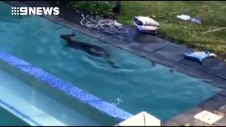 Kangaroo tries to escape from swimming pool after becoming trapped