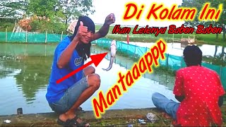 Mancing Di Kolam | Umpan Jangkrik | Ikan Lele