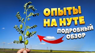 ОПЫТЫ на НУТЕ