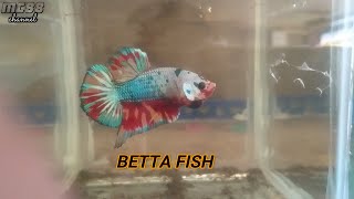 Betta Fish-New Try Out