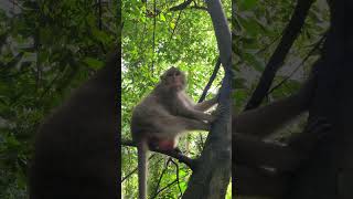 Funny group of Monkey Specail Clips  #shortvideos #Funnyvidoes #shortvideoformonkey 33