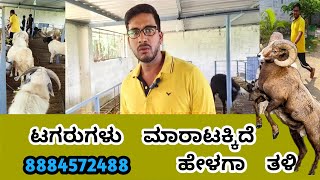 ಟಗರುಗಳು ಮಾರಾಟಕ್ಕಿವೆ ಹೇಳಗಾ ತಳಿ #farming #viral #agriculture ph no. 8884572488