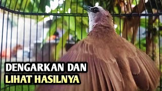 trucukan gacor EMOSI ROPEL PANJANG pancingan trucukan agar bunyi JADIKAN burung trucukan gacor NYAUT