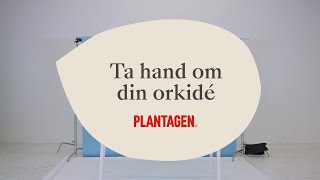 Ta hand om din orkidé