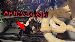 Reticulated python enclosure disaster!