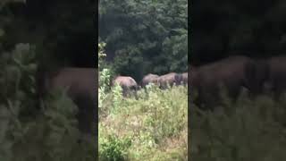 sri lankan elephant funny videos😀😍😍