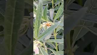 Yellow Paper Wasp #video #insects #entomologist