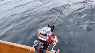 Daiwa seaborg 500 mj new model.