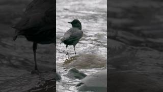 American Dipper preening his feathers by the river. #birds #nature #wildlifephotography