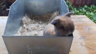 Tort Holland Lop Baby Buck - 3 weeks old